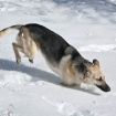2010-02-11 (024)